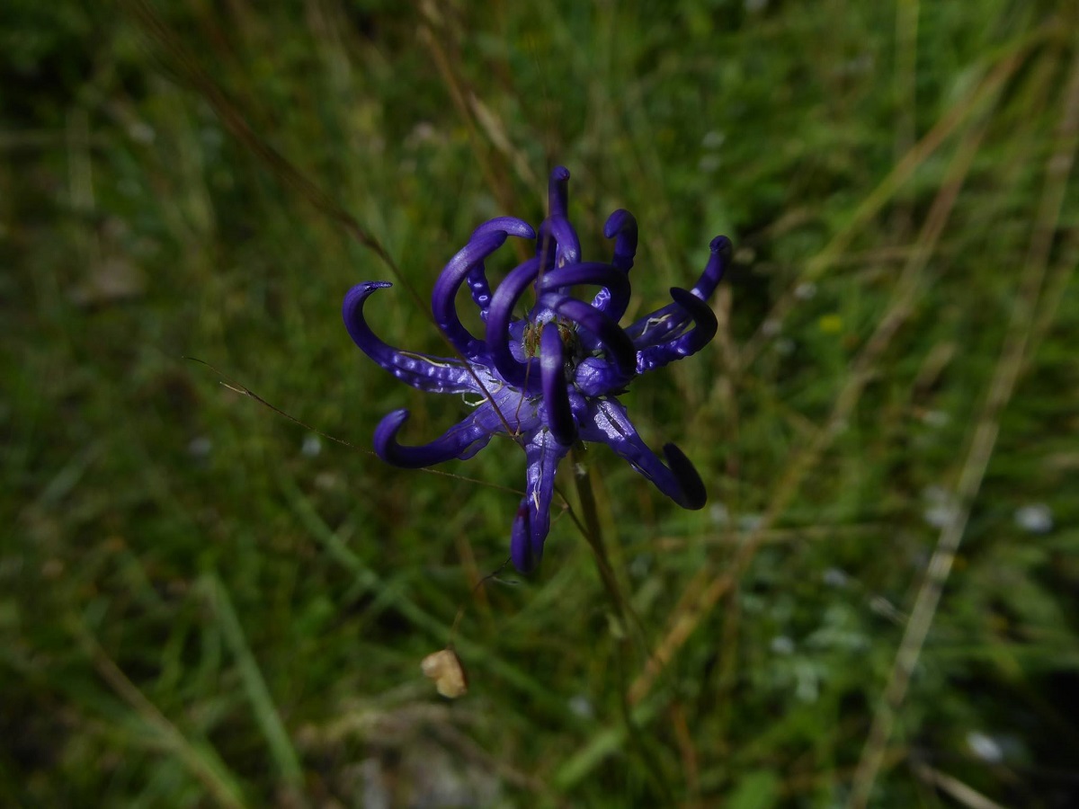 Phyteuma orbiculare subsp. orbiculare (Campanulaceae)